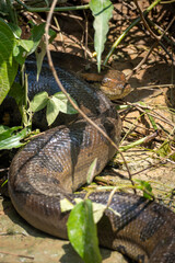 big anaconda in the Amazon