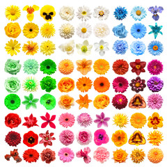 Big collection of various head flowers blue, yellow, pink, white, red, green, purple and orange isolated on white background. Perfectly retouched, full depth of field on the photo