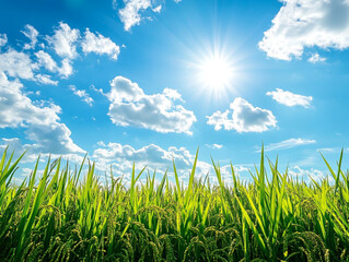 Obraz premium Low angle view of rice paddy against sunshine background ai generated