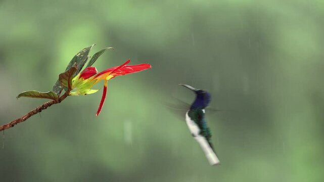 A hummingbird in the rainforest of Costa RIca 