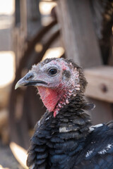 Turkey head close-up