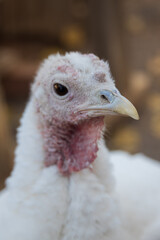 White feathered turkey close-up