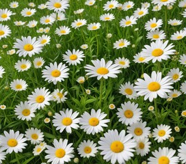 lush green grass border with white daisies and yellow wildflowers isolated on a clean white background, countryside scene, fresh cut grass