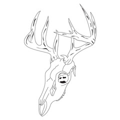 Deer skull vector illustrations