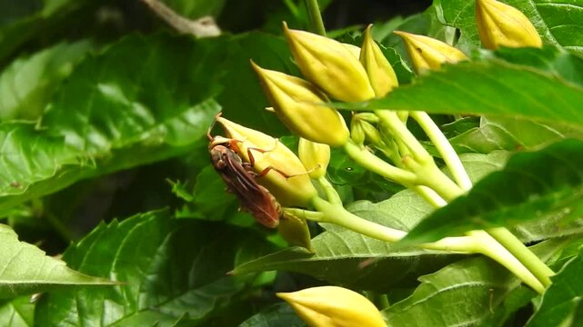 Avispa colorada de cabeza amarilla, comiendo en los pimpollos de una planta de taco de reina.