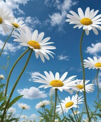 Tall stalks of white daisies against a clear blue summer sky with just a few clouds, floral arrangement, open spaces