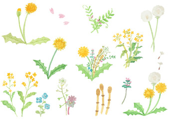 水彩絵の具で描いた春の野原のお花セット