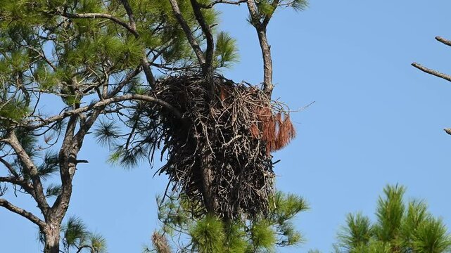 Bald Eagle nest on a windy day