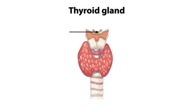 Anatomy of the Thyroid Gland