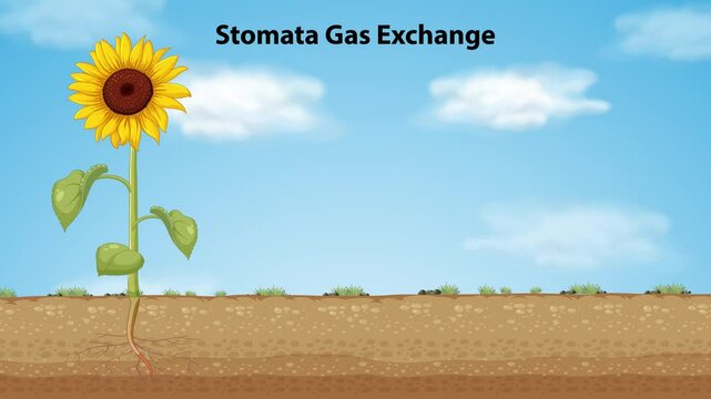 Photosynthesis and Stomata Gas Exchange