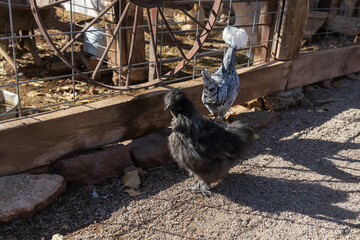 Black and white chickens on the farm