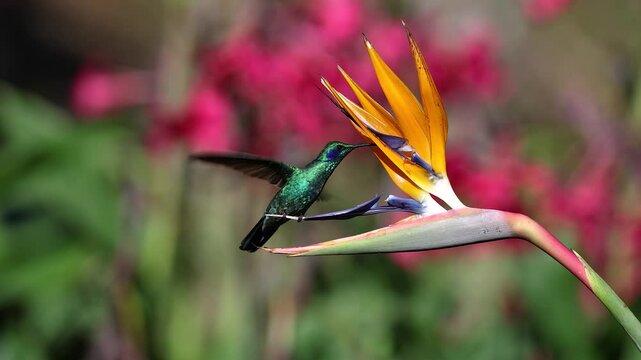 A hummingbird in the rainforest of Costa RIca 