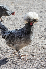 Black and white chicken close-up
