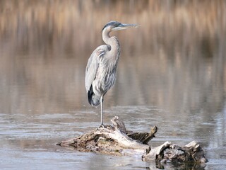Blue heron standing on a fallen tree in a swamp, Colorado