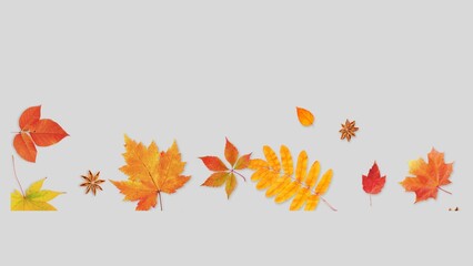 Fall leaves isolated on white background collection. Set of autumn leaves, use as base for your own composing purposes.