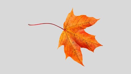Autumn leaf cutout. single dried up fall leaf top view . white birch leaf . maple leaf flat lay isolated on white background. Orange fall autumn leaf