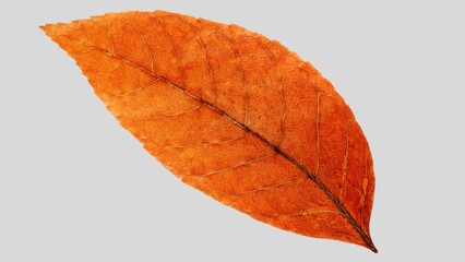 Autumn leaf cutout. single dried up fall leaf top view . white birch leaf . maple leaf flat lay isolated on white background. Orange fall autumn leaf