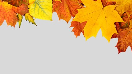 Autumn leaves background. Fall leaves isolated