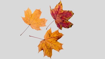 Fall leaves isolated on white background collection. Set of autumn leaves, use as base for your own composing purposes.