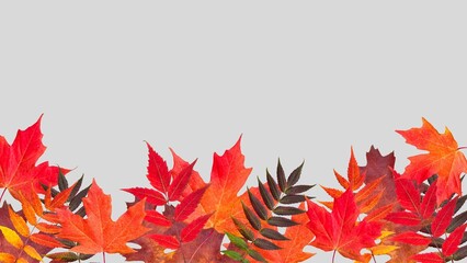 Autumn leaves background. Fall leaves isolated