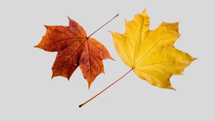 Fall leaves isolated on white background collection. Set of autumn leaves, use as base for your own composing purposes.