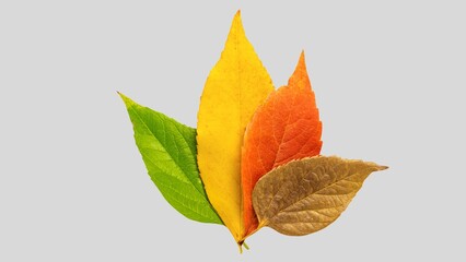 Fall leaves isolated on white background collection. Set of autumn leaves, use as base for your own composing purposes.