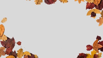 Autumn leaves background. Fall leaves isolated