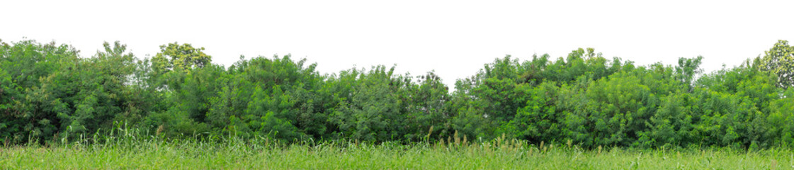 Forest and foliage in summer isolated on transparent background with cut path and alpha channel, high resolution.