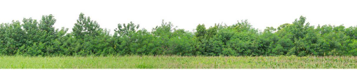 Forest and foliage in summer isolated on transparent background with cut path and alpha channel, high resolution.