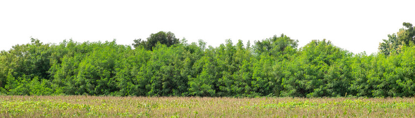Fototapeta premium Forest and foliage in summer isolated on transparent background with cut path and alpha channel, high resolution.