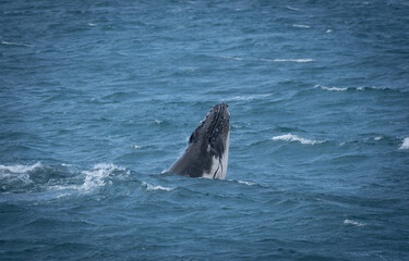 Fototapeta premium whale in the ocean