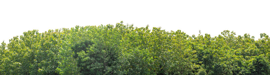 Forest and foliage in summer isolated on transparent background with cut path and alpha channel, high resolution.