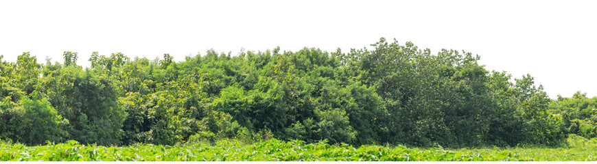 Forest and foliage in summer isolated on transparent background with cut path and alpha channel, high resolution.