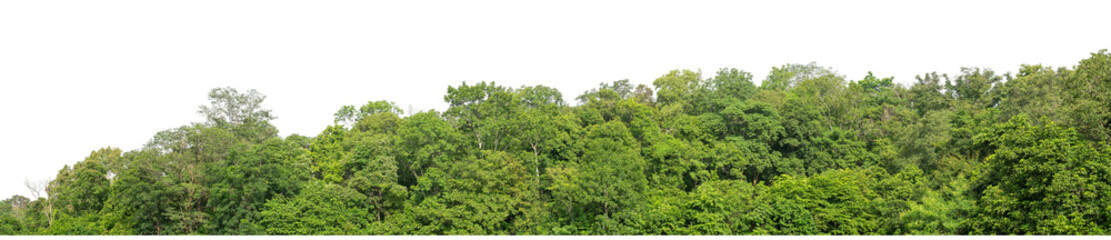 Fototapeta premium Forest and foliage in summer isolated on transparent background with cut path and alpha channel, high resolution.