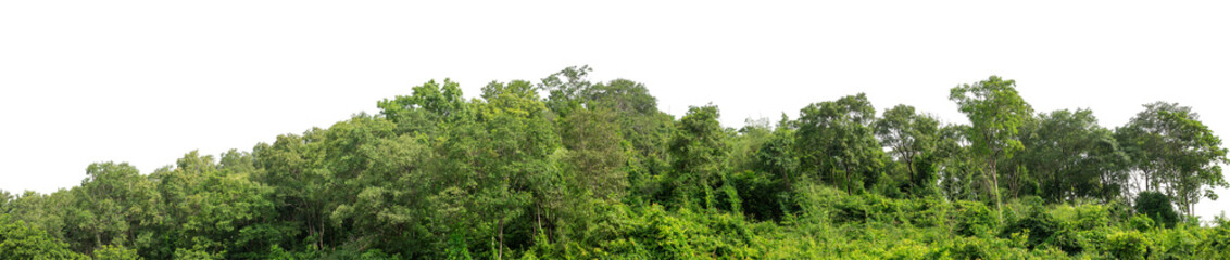 Forest and foliage in summer isolated on transparent background with cut path and alpha channel, high resolution.