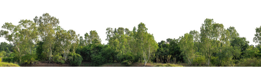 Forest and foliage in summer isolated on transparent background with cut path and alpha channel, high resolution.