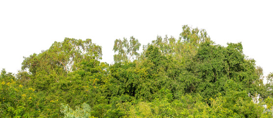 Forest and foliage in summer isolated on transparent background with cut path and alpha channel, high resolution.