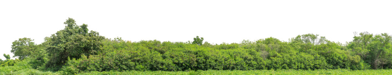 Forest and foliage in summer isolated on transparent background with cut path and alpha channel, high resolution.