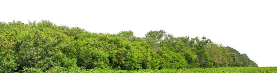 Forest and foliage in summer isolated on transparent background with cut path and alpha channel, high resolution.