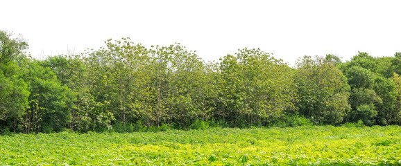 Forest and foliage in summer isolated on transparent background with cut path and alpha channel, high resolution.