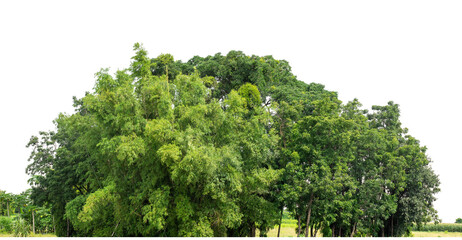 Forest and foliage in summer isolated on transparent background with cut path and alpha channel, high resolution.