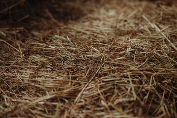 Hay texture. Close-up of a heap of golden yellow hay. Straw for background. Hay is tightly bound into a bale. Selective focus. 