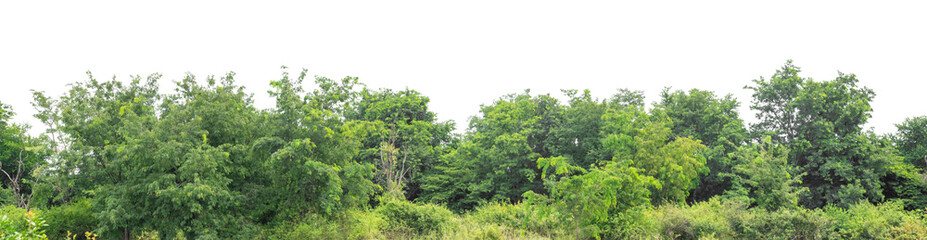Green trees isolated are forest on transparent background. Forest and foliage in summer with cut path and alpha channel, high resolution.
