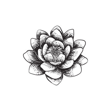 Lily lotus water flower illustration hand drawn