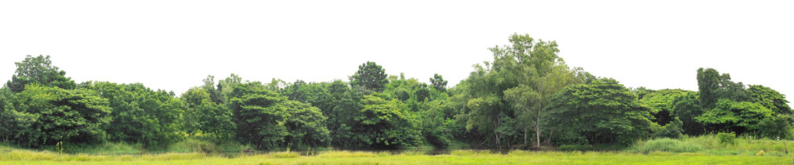 Fototapeta premium Green trees isolated are forest on transparent background. Forest and foliage in summer with cut path and alpha channel, high resolution.