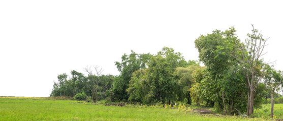 Green trees isolated are forest on transparent background. Forest and foliage in summer with cut path and alpha channel, high resolution.