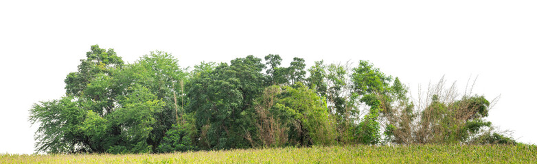 Green trees isolated are forest on transparent background. Forest and foliage in summer with cut path and alpha channel, high resolution.