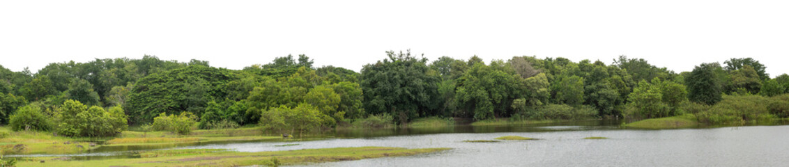 Forest and foliage in summer isolated on transparent background with cut path and alpha channel, high resolution.
