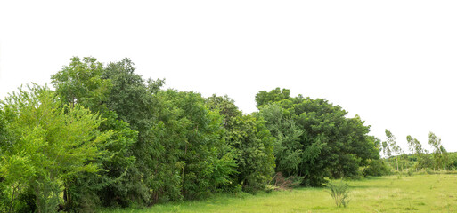 Forest and foliage in summer isolated on transparent background with cut path and alpha channel,...