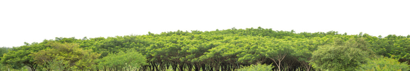 Forest and foliage in summer isolated on transparent background with cut path and alpha channel, high resolution.